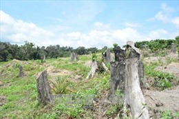 Đắk Lắk: Tính chất của các vụ khai thác tài nguyên rừng trái phép ngày càng nghiêm trọng 